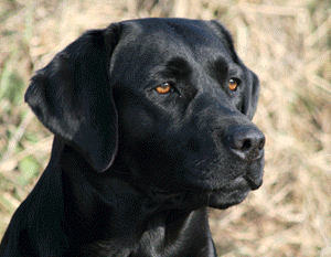 Bild vom Labrador