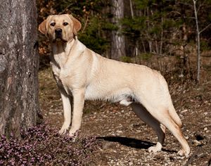 Bild vom Labrador