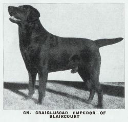 Bild vom Labrador