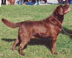 Bild vom Labrador
