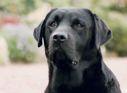 Bild vom Labrador