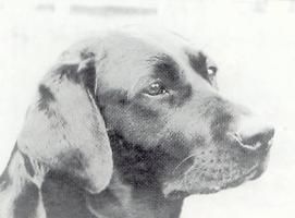 Bild vom Labrador