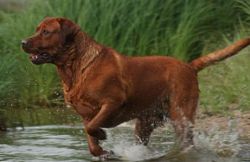 Bild vom Labrador