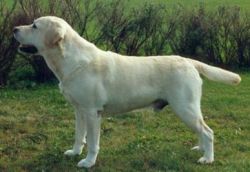 Bild vom Labrador