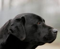 Bild vom Labrador