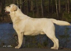 Bild vom Labrador