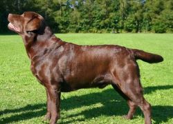 Bild vom Labrador