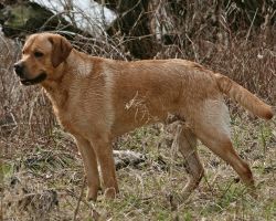 Bild vom Labrador