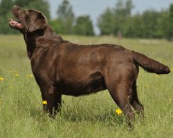 Bild vom Labrador