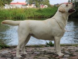 Bild vom Labrador