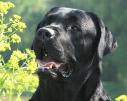 Bild vom Labrador