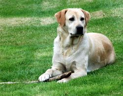 Bild vom Labrador