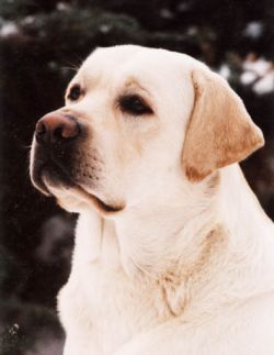 Bild vom Labrador