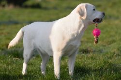 Bild vom Labrador