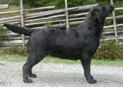 Bild vom Labrador