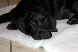 Bild vom Labrador