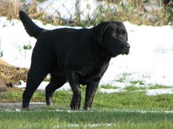 Bild vom Labrador