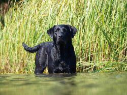 Bild vom Labrador
